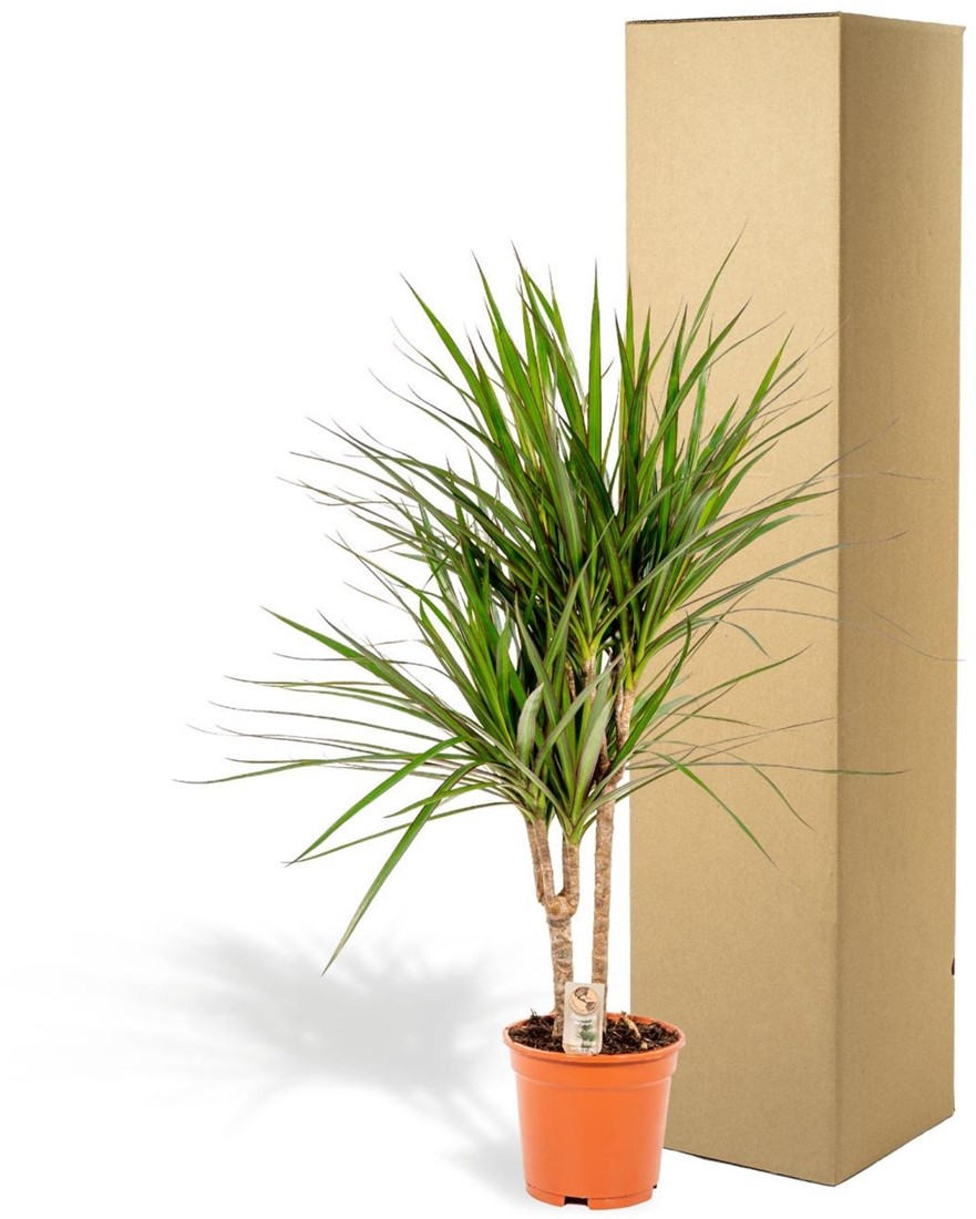eibe spalier lweide  Elaeagnus  ebbingei (Spalierbaum)  Blupf by Kitzinger