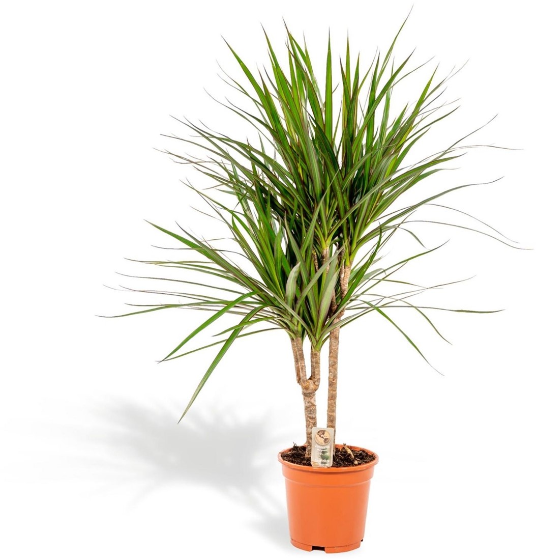 Dracaena Marginata kaufen? Einfach online bestellen  Gartencenter Koeman