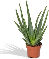 Aloe vera - Ø12cm - 40cm