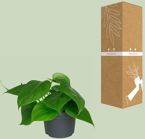 Philodendron Scandens - Ø12cm - 15cm-2