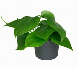 alocasia portodora variegata Alocasia Portora Albo Variegated 4” main image 0