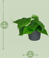 Philodendron Scandens - Ø12cm - 15cm-3