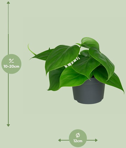Philodendron Scandens - Ø12cm - 15cm-3