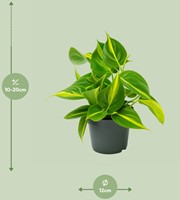 Philodendron Scandens Brasil - Ø12cm - 15cm-3