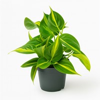 Philodendron Scandens Brasil - Ø12cm - 15cm