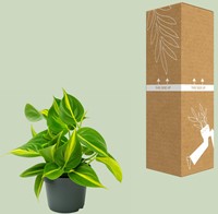 Philodendron Scandens Brasil - Ø12cm - 15cm-2