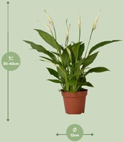 Spathiphyllum Bingo Cupido - Ø12cm - 45cm-3