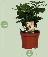 Coffea Arabica - Ø12cm - 25cm-3