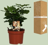 Coffea Arabica - Ø12cm - 25cm-2