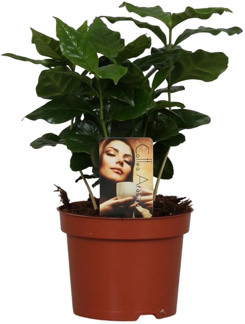 Coffea Arabica - 12cm - 25cm