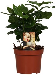 Coffea Arabica - Ø12cm - 25cm