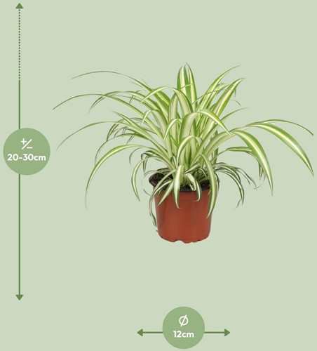 Chlorophytum - Ø12cm - 25cm-3