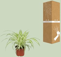 Chlorophytum - Ø12cm - 25cm-2