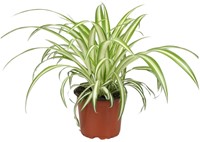 Chlorophytum - Ø12cm - 25cm