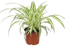 Chlorophytum - Ø12cm - 25cm