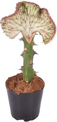 Euphorbia lactea Cristata rot – 35 cm – Ø12 cm