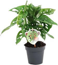 Monstera obliqua Monkey Leaf - 25 cm - ø12