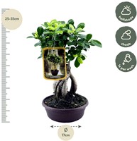 Ficus Microcarpa Ginseng - 30 cm - Ø17cm-3