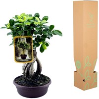 Ficus Microcarpa Ginseng - 30 cm - Ø17cm-2