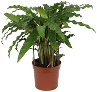 Calathea Bluegrass - 35 cm - Ø12cm