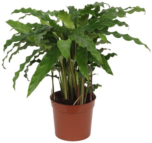 Calathea Bluegrass - 35 cm - Ø12cm