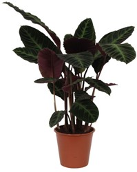 Zimmerpflanze fr Halbschatten kaufen? Online Top Qualitt pflanzen und  Gartenartikelen bestellen
