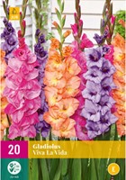 Gladiolus Viva la Vida - Gladiolen