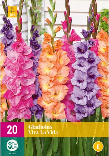 Gladiolus Viva la Vida - Gladiolen