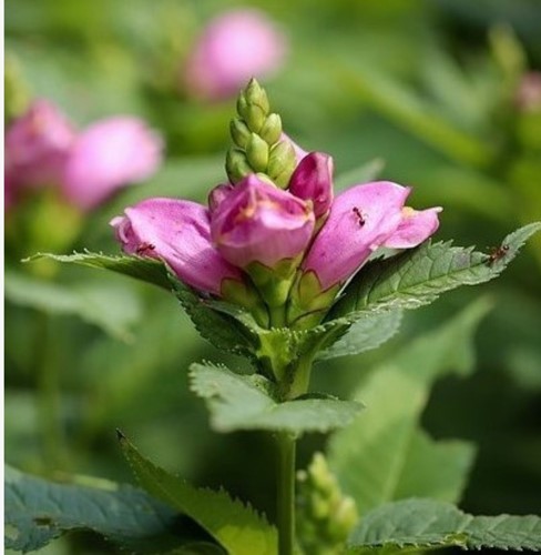Schildblume - Chelone Obliqua