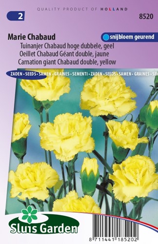 Nelke Marie Chabaud Dianthus