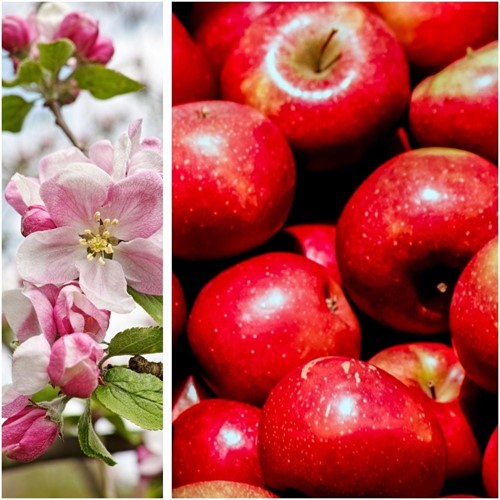 Apfel Gala - Malus domestica