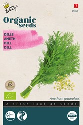 Ökologische Samen Dill