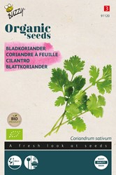 Ökologische Samen Blattkoriander