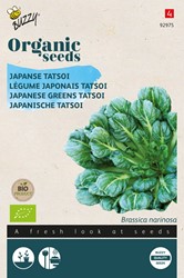 Bio Japanischer Tatsoi - Brassica Narinosa