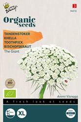 Bio Bischofskraut The Giant - Ammi Visnaga