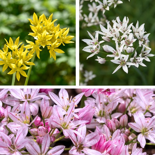 Alliums Mischung-2