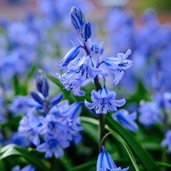 Atlantische Hasenglöckchen Blue Bells  - Scilla non-scripta