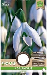 Galanthus Maximus – Schneeglöckchen