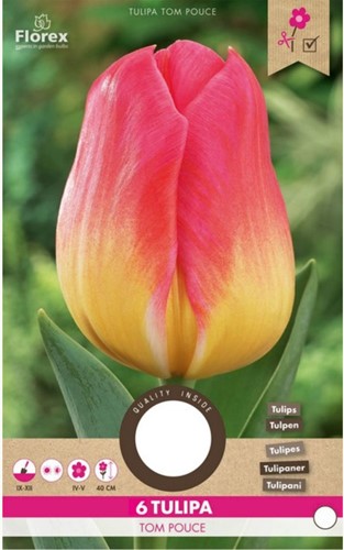 Tulpen Tom Pouce – Tulipa