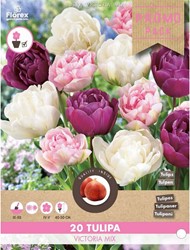 Tulpen Victoria Mischung - Tulipa