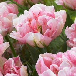 Tulpen Finola - Tulipa