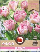 Tulpen Finola - Tulipa-2