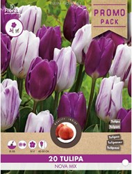 Tulpen Nova mix - Tulipa