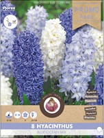 Hyacinten Blue Ocean Mix - Hyacinthus-2