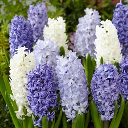 Hyazinthen Blue Ocean Mischung - Hyacinthus