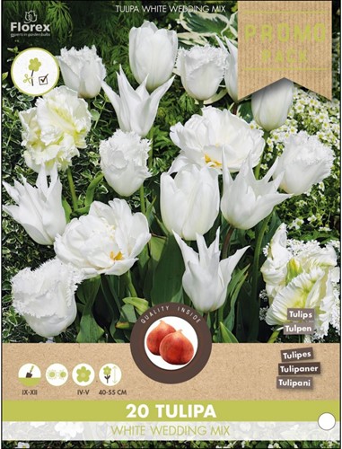 Tulpen White Wedding mix – Tulipa