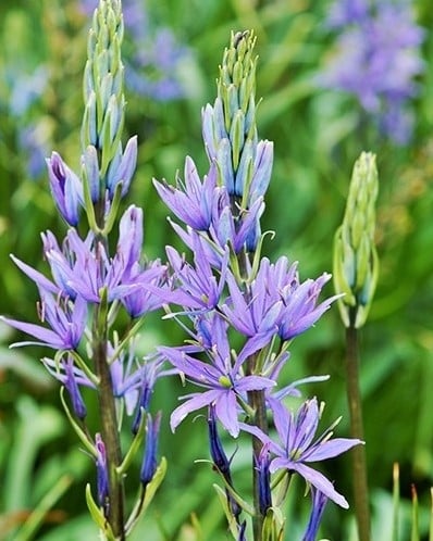 Camassia Leichtlinii - Prärielilien