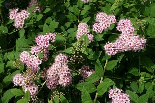Spiraea Japonica Little Princess - Spierstrauch