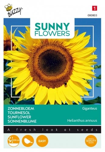 Riesen Sonnenblume Giganteus - Buzzy Sunny Flowers
