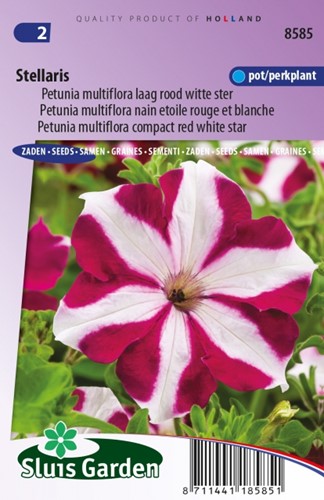 Petunia Multiflora Stellaris Petunie